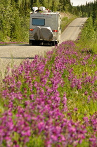 flowers along road