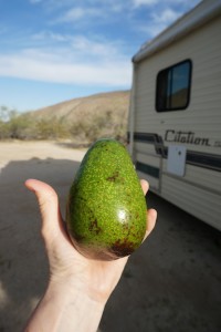 giant avocado