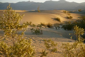 dunes at dusk