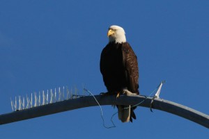 Bald Eagle in Comox