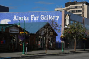 One of the many fur companies in Anchorage