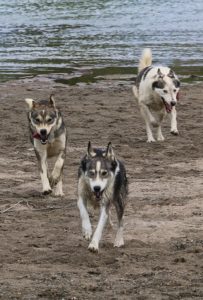 Sled Dogs on the move