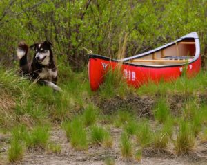 Canoe along the banks of the Takhini River