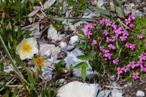 Alpine Wildflowers