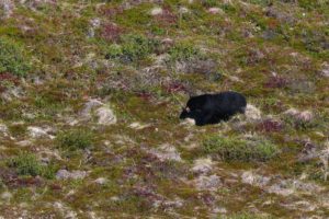 Black Bear in the valley below the trail