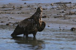 Immature Bald Eagle near the river mouth