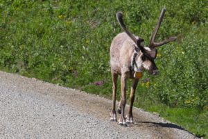 A Caribou sporting a radio collar wanders up the road
