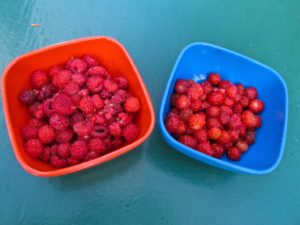 Wild raspberries & strawberries