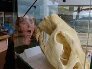 Yes, a giant Pleistocene Era Beaver