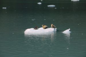 Harbour Seals on Ice