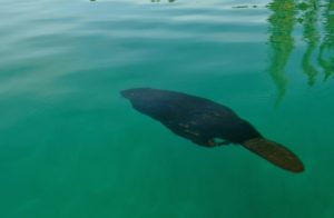 Crystal clear waters reveal a beaver swimming by on Boya Lake, BC