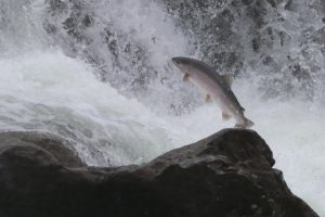 Salmon Jumping in the Moricetown Canyon, BC