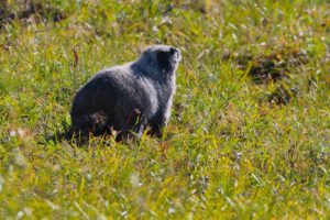 A hoary marmot on hudson bay mountain