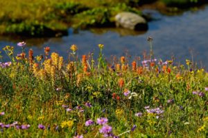 A wild profusion of wildflowers