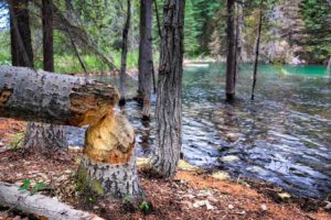 Tree cut down by beaver and beaver dam in Boya Lake