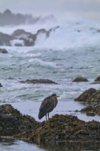Heron watching the surf at Big Beach, Ucluelet, BC