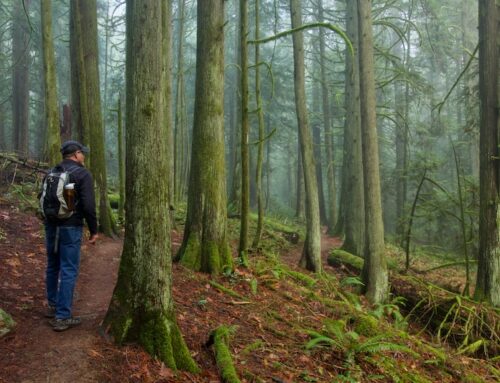 The Silent Gift of a Gloomy November Walk at ȽÁU,WELṈEW̱/John Dean Park Park