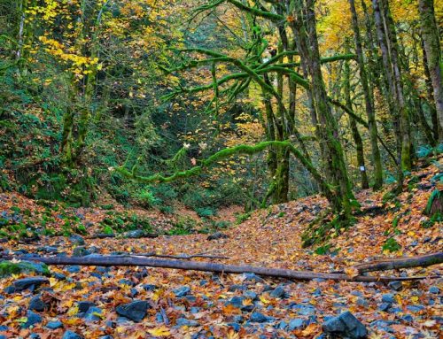 Exploring Goldstream Provincial Park