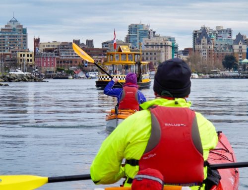PADDLING VICTORIA’S BEAUTIFUL HARBOUR