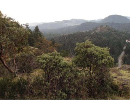 Lone Tree Hill Regional Park