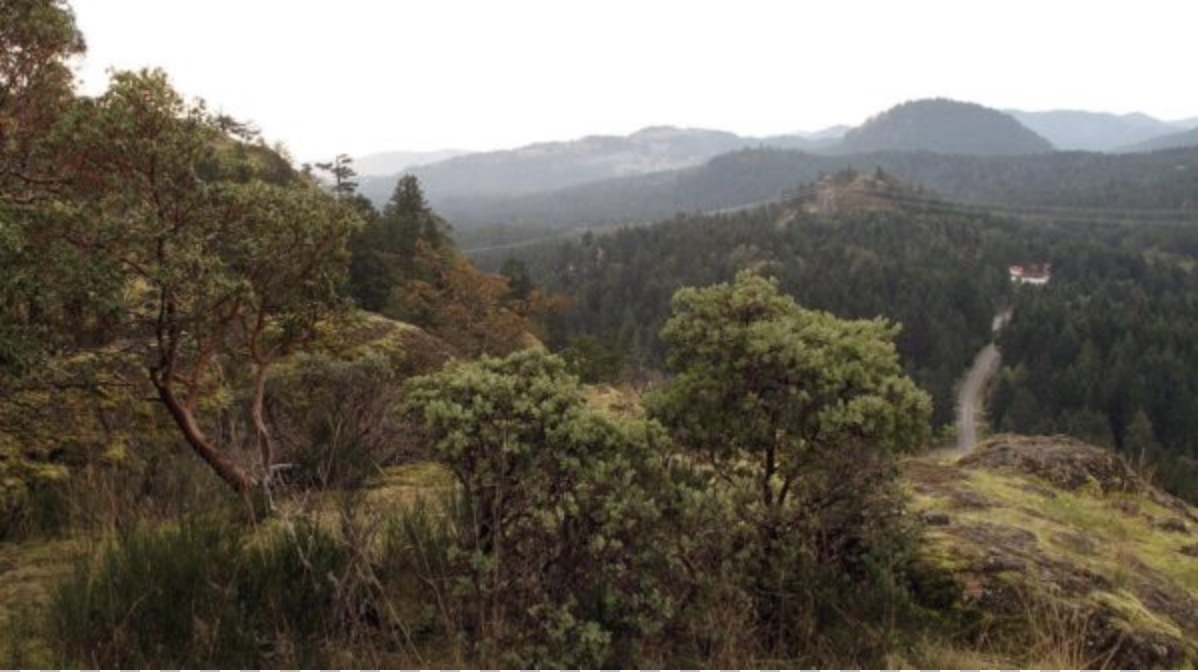 Lone Tree Hill